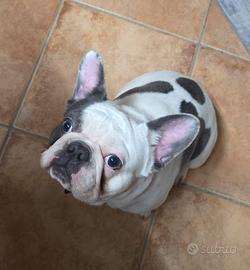 Bulldog francese per monta