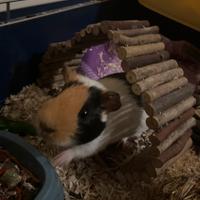 Porcellino d'india e accessori