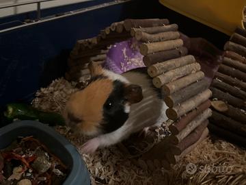 Porcellino d'india e accessori