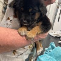 Cucciolo pastore tedesco