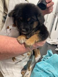 Cucciolo pastore tedesco