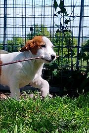 Jack Russell