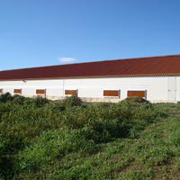 Terreni coltivati ad uliveto e 2 capannoni