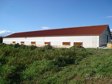 Terreni coltivati ad uliveto e 2 capannoni