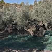 reti antispina raccolta olive