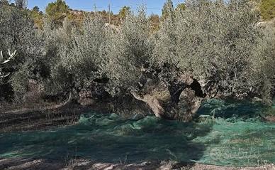 reti antispina raccolta olive