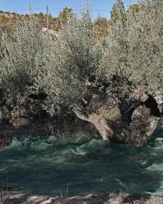 reti antispina raccolta olive