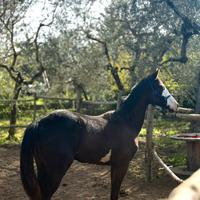 American Paint Horse Stallone pronto Doma
