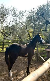 American Paint Horse Stallone pronto Doma