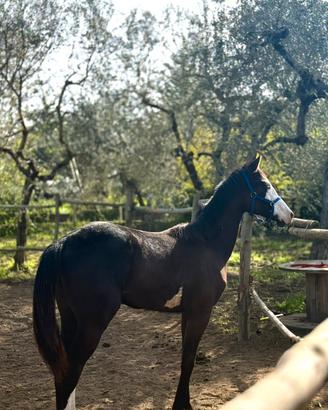 American Paint Horse Stallone pronto Doma