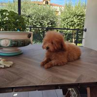 Barboncina miny Toy garantita