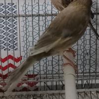 Canarini maschi jaspe 15 cadauno