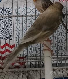 Canarini maschi jaspe 15 cadauno