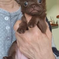 Chihuahua femminuccia