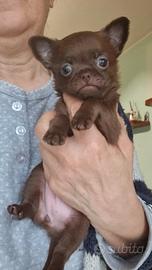 Chihuahua femminuccia