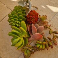 mix succulente varie 