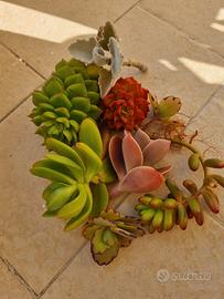 mix succulente varie 