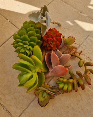 mix succulente varie 