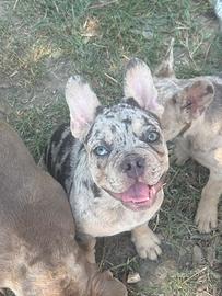 Bulldog francese