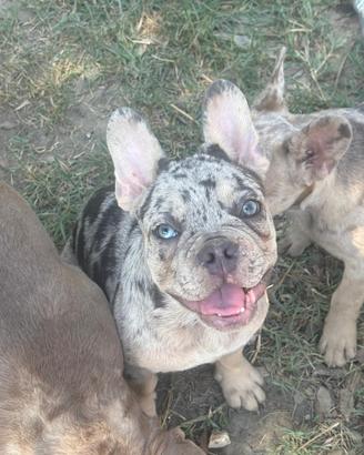 Bulldog francese
