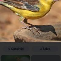 Coppia passero Dorato