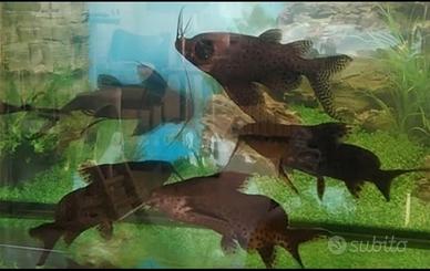 (SCAMBI.O) Pesci Gatto Tropicali