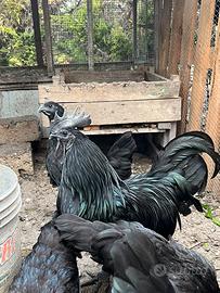 Galline Cemani