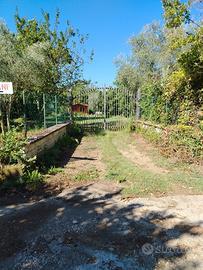 San Potito Ultra. Noccioleto specializzato