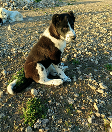 Asia Centrale - Caucaso