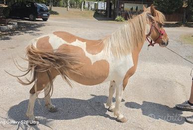 Pony