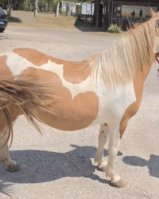 Pony