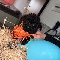 Barboncino mini black