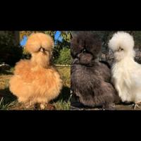 Moroseta e Padovana ciuffata