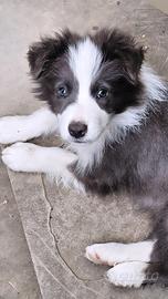 Tim border collie blu