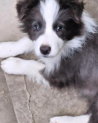 Tim border collie blu