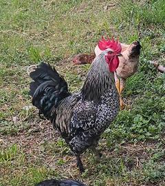 Gallo incrocio cemani_sussex