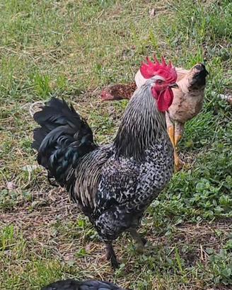 Gallo incrocio cemani_sussex