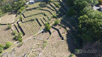 Terreno a vigneto c.da S. Giuseppe