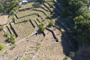 Terreno a vigneto c.da S. Giuseppe