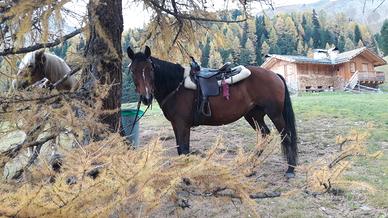 Cavalla Arabo/Appaloosa