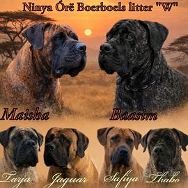 Mastino Sudafricano (Boerboel)