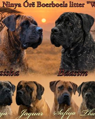 Mastino Sudafricano (Boerboel)