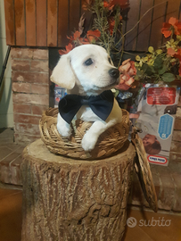 Cucciolo di taglia piccola a pelo raso