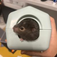 Criceto siriano dal pelo lungo