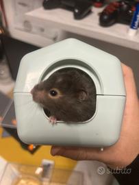 Criceto siriano dal pelo lungo