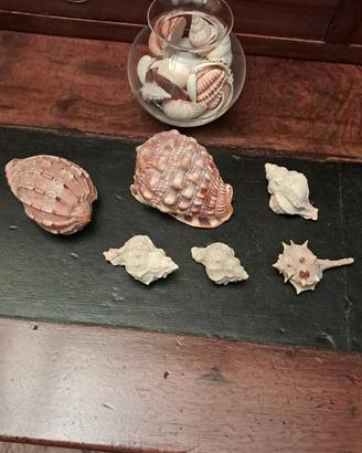 Raccolta di conchiglie