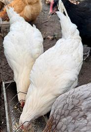 Galline livornesi 5 mesi