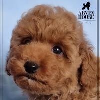 Barboncino toy certificati italiani