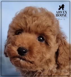 Barboncino toy certificati italiani