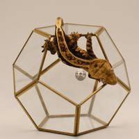 Geco Correlophus ciliatus tricolor empty back